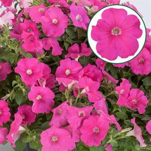 Afbeelding van Petunia P12 FF Pink